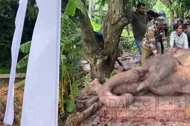 වනඅලියා පිලිස්සීමේ සිද්ධියට සැකකරුවන් තිදෙනෙකු අත්අඩංගුවට