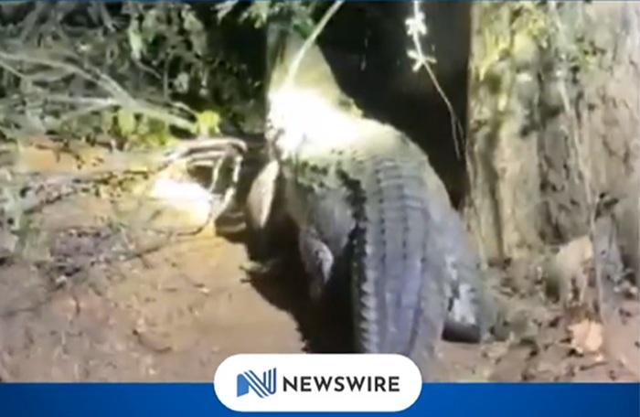 Crocodile captured in Eppawala garden handed over to Wildlife