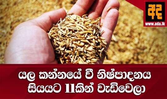 යල කන්නයේ වී නිෂ්පාදනය සියයට 11කින් වැඩිවෙලා