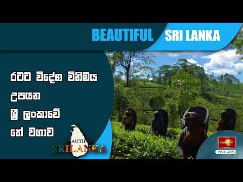 රටට විදේශ විනිමය උපයන ශ්‍රී ලංකාවේ තේ වගාව