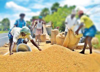 පසුගිය යල කන්නයේ වී ඇස්වැන්න සියයට 11.7කින් ඉහළට…