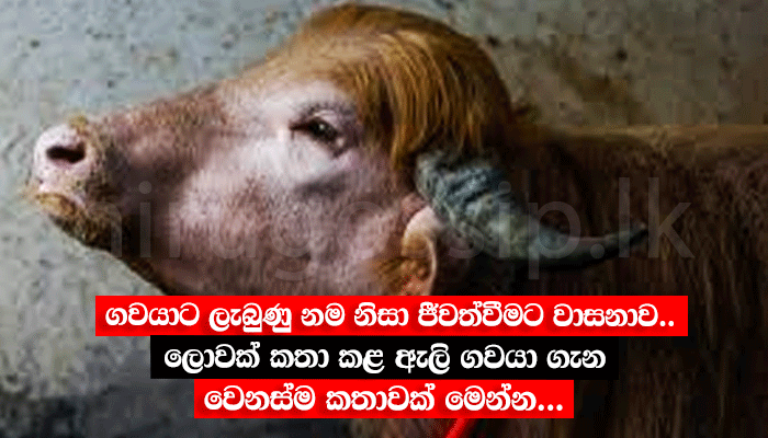 ගවයාට ලැබුණු නම නිසා ජීවත්වීමට වාසනාව.. ලොවක් කතා කළ ඇලි ගවයා ගැන වෙනස්ම කතාවක් මෙන්න...