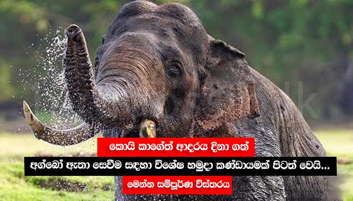 කොයි කාගේත් ආදරය දිනා ගත් අග්බෝ ඇතා සෙවීම සඳහා විශේෂ හමුදා කණ්ඩායමක් පිටත් වෙයි... මෙන්න සම්පූර්ණ විස්තරය