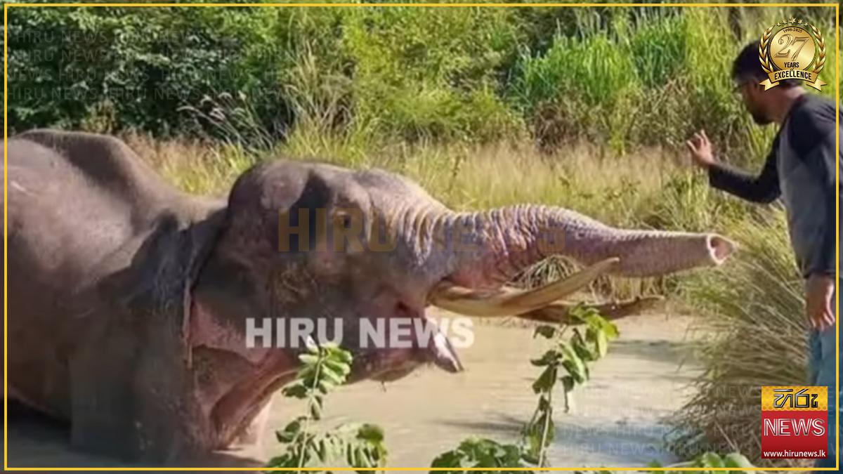 භාතියට ප්රතිකාර කිරීමට යුද හමුදාවේ සහාය