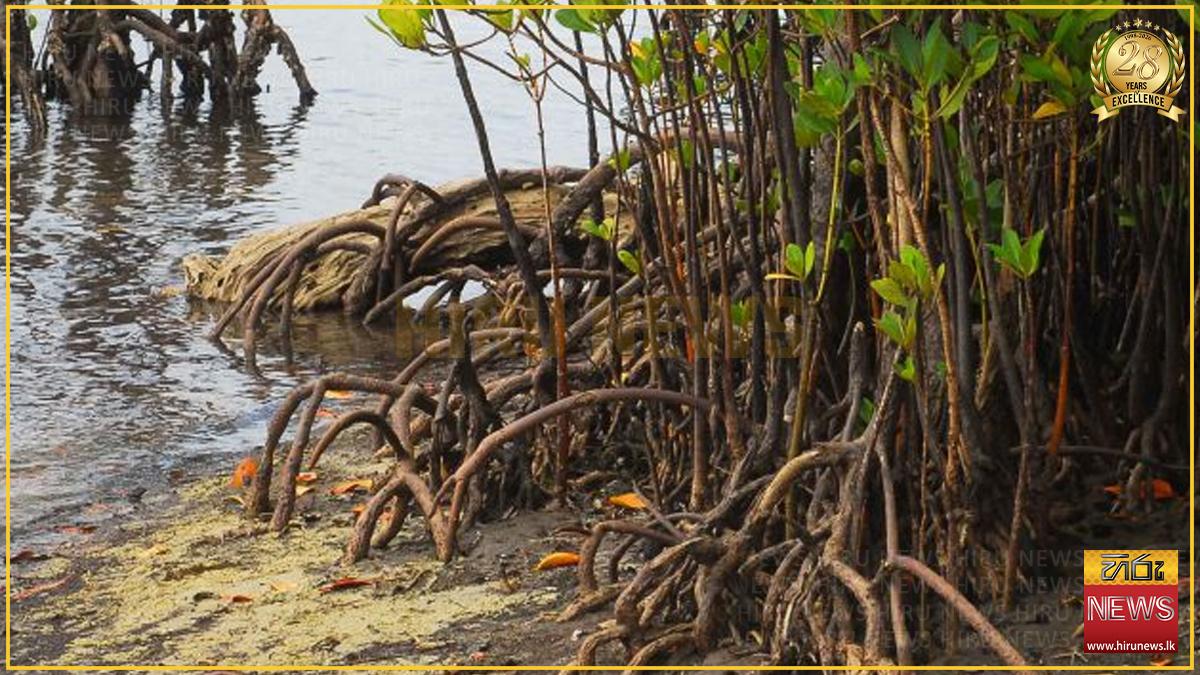 Eight mangrove ecosystems in Puttalam declared as new reserves