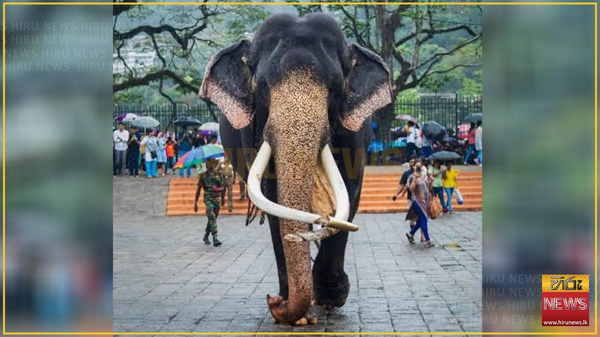 කතරගම 'වාසනා' මින් ඉදිරියට ප්රධාන පෙරහර සඳහා පමණක් යොමු කිරීමේ තීරණයක්