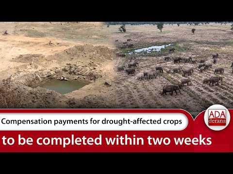 Compensation payments for drought-affected crops to be completed within two weeks | Ada Derana