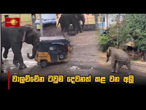 වාලච්චේන ටවුම දෙවනත් කළ වන අලි