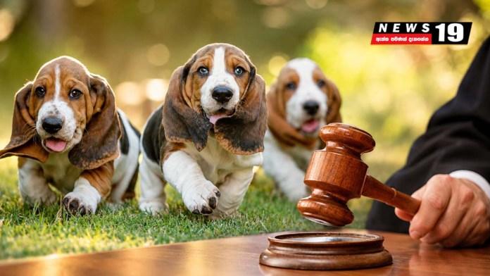 සුනඛයින් වෙනුවෙන් විශේෂ නීතියක් – පිළිනොපැද්දොත් දඩ