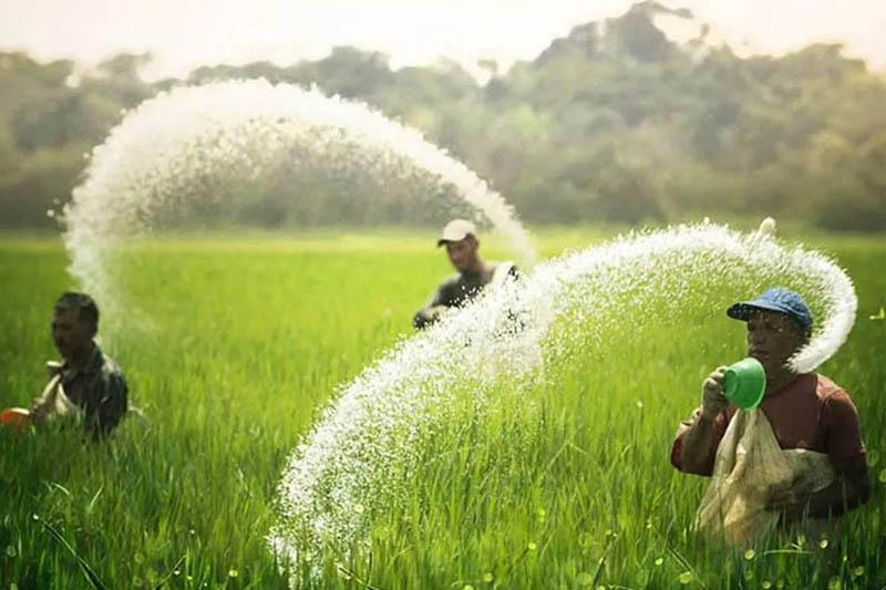 වී වගාවට පමණක් යූරියා ලබාදීමට රජය සැරසෙයි