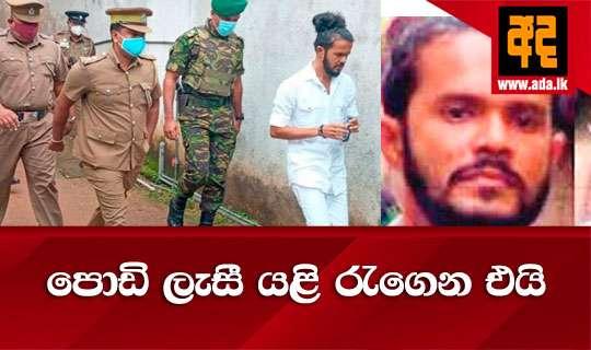 පොඩි ලැසී යළි රැගෙන එයි